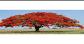 Image result for GULMOHAR