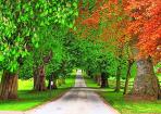 Image result for roadside trees