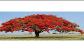 Image result for GULMOHAR